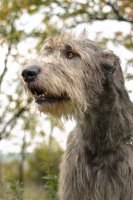 Duffy1