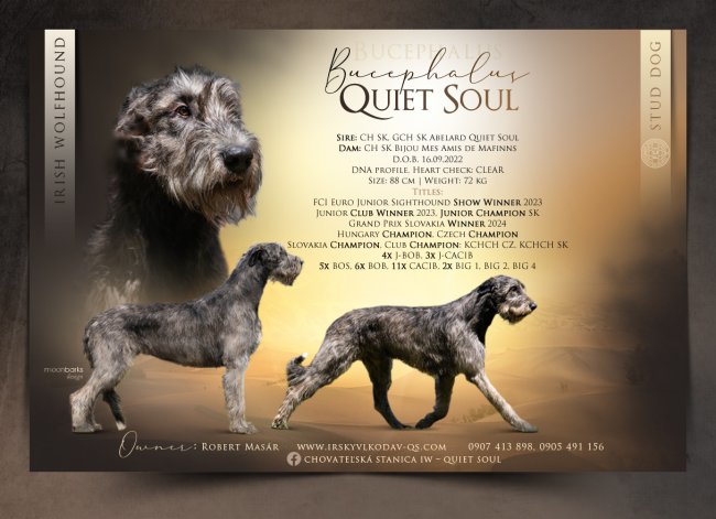 Bucephalus Quiet Soul